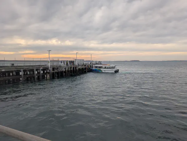 image from French Island - Mosquitto Attack!